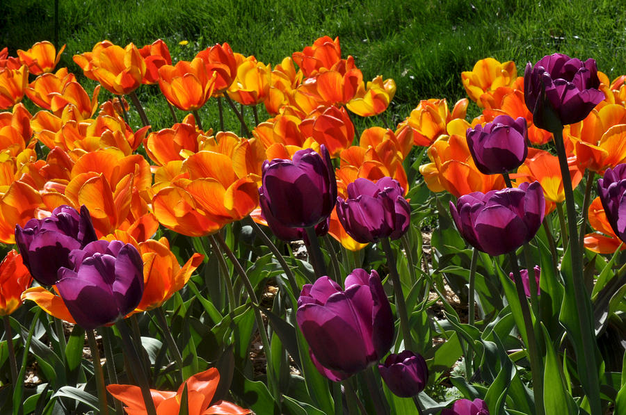 Orange and purple tulips Photograph by Diane Lent
