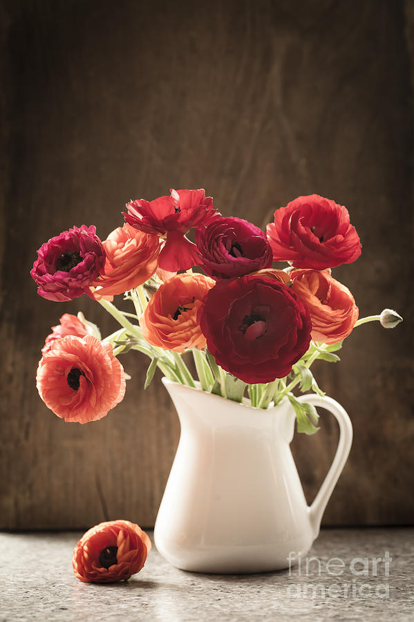 Orange and Red Ranunculus Flowers Photograph by Jan Bickerton