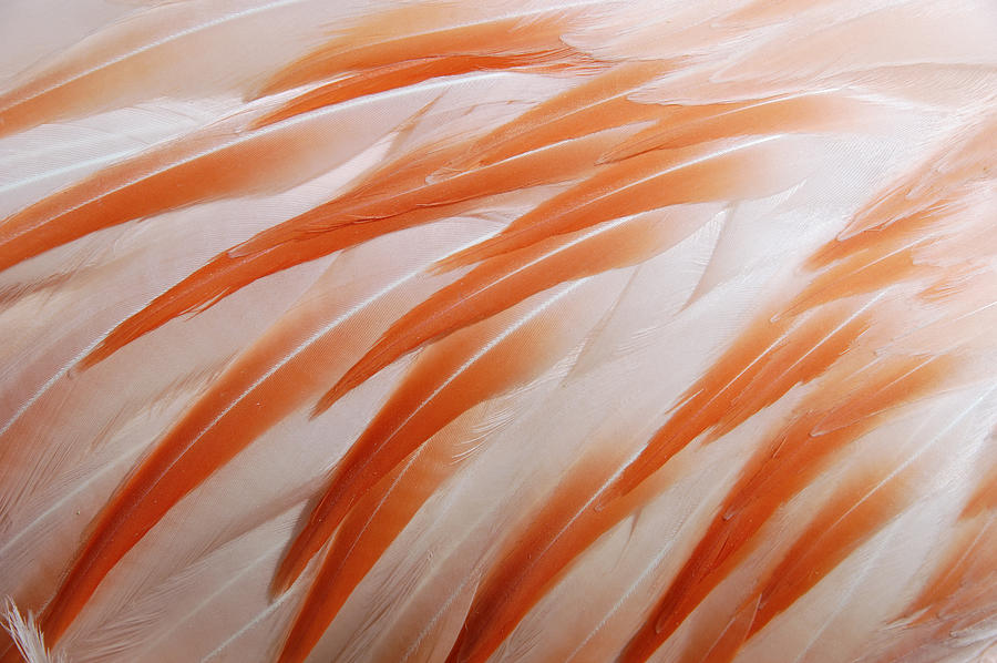 Orange and white feathers of a flamingo Photograph by Matthias Hauser