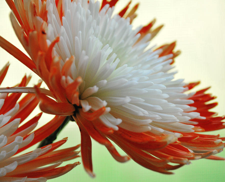 Orange and White Flower Photograph by Linda Segerson