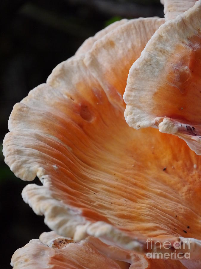 Orange and White Fungi Photograph by Jane Ford