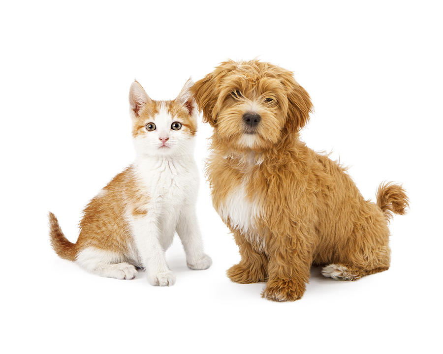 Orange and White Puppy and Kitten Photograph by Good Focused