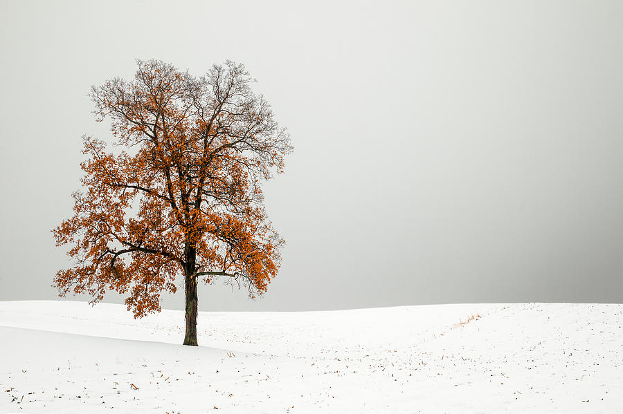 Orange and White Photograph by Todd Klassy