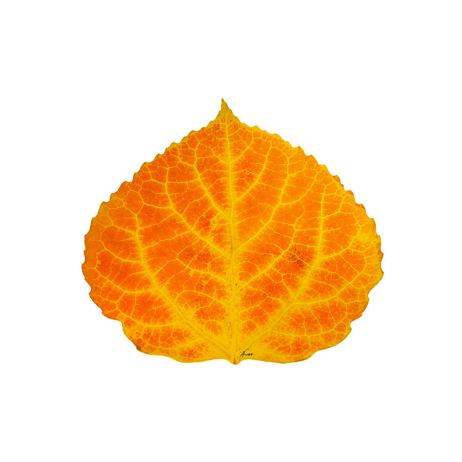 Aspen Leaf Digital Art - Orange and Yellow Aspen Leaf 3 by Agustin Goba