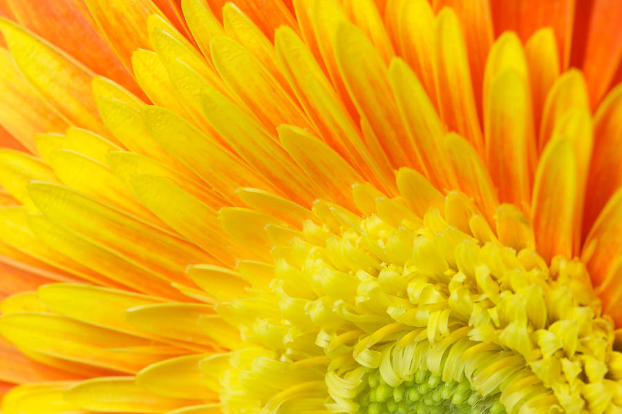 Orange and yellow chrysanthemum flower Photograph by Jaroslav Frank ...