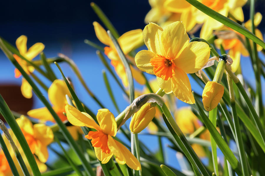 Orange And Yellow Daffodils In Bloom Photograph by Marion Owen