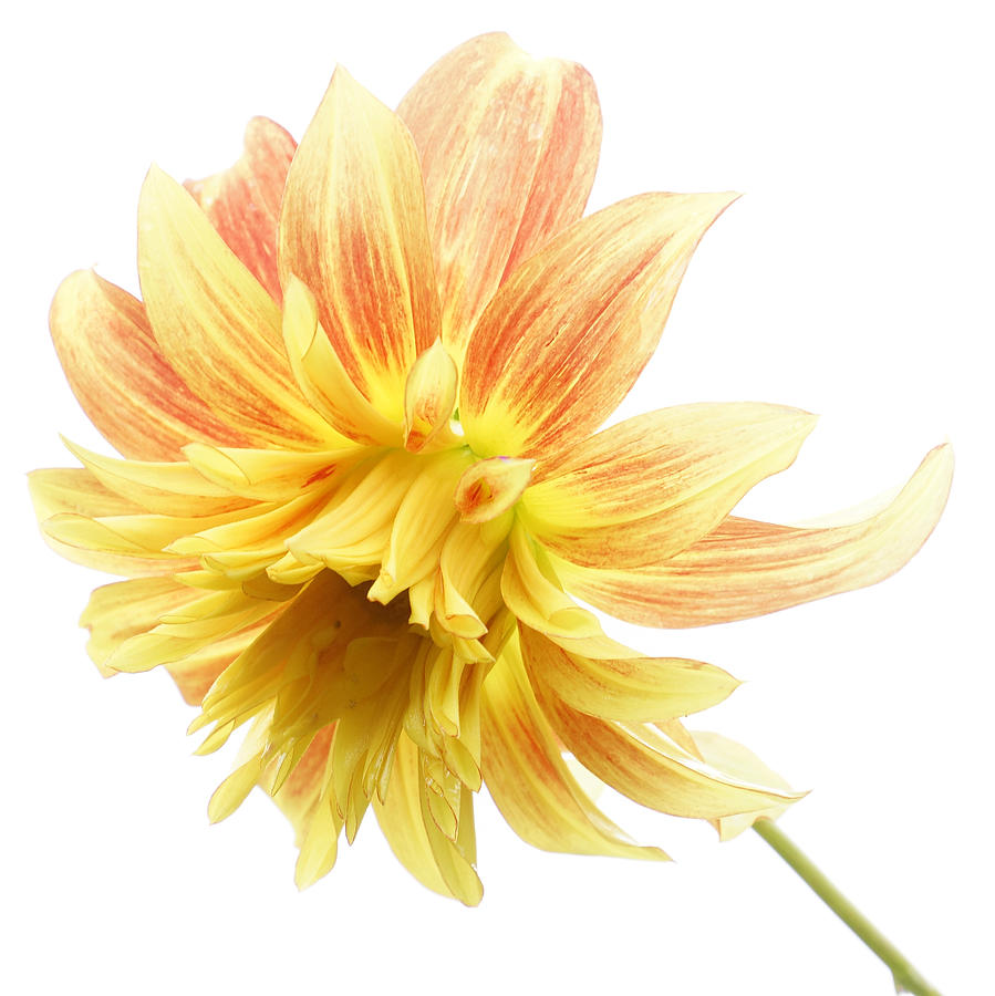 Flower Photograph - Orange and yellow Dahlia by Inge Riis McDonald