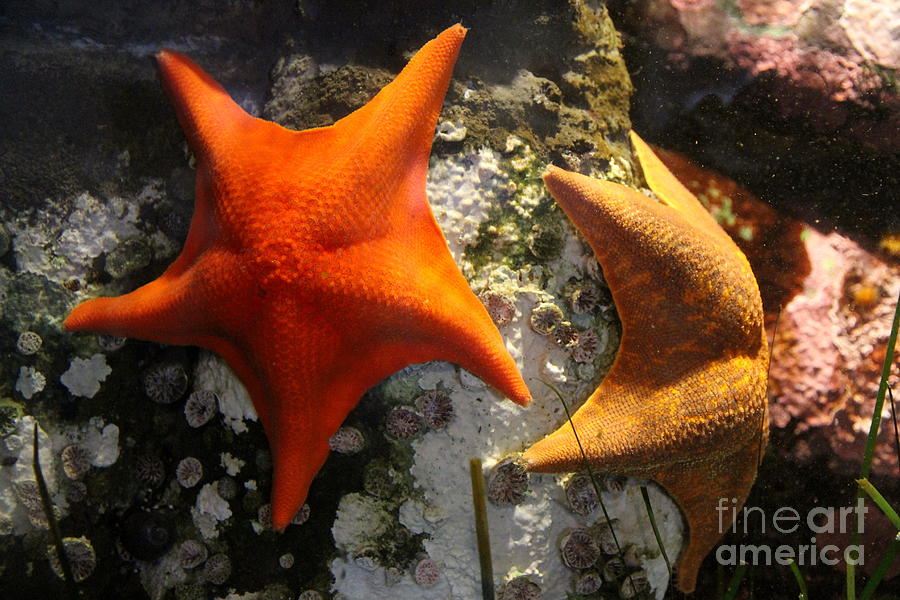 Orange And Yellow Star Fish Photograph by Christiane Schulze Art And Photography