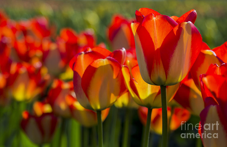 Orange and Yellow Tulips Photograph by Sonya Lang