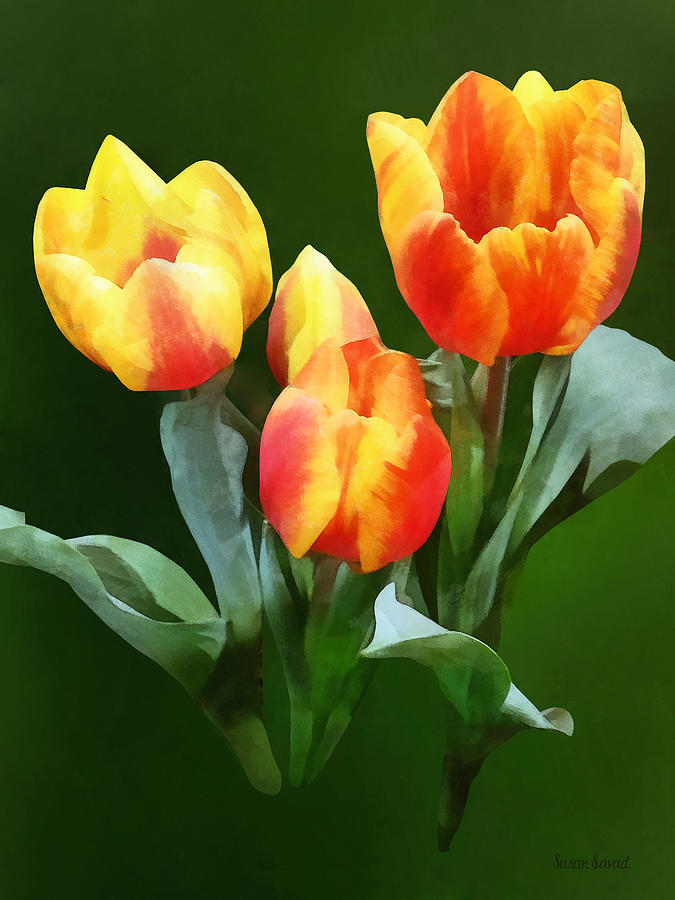 Tulip Photograph - Orange and Yellow Tulips by Susan Savad