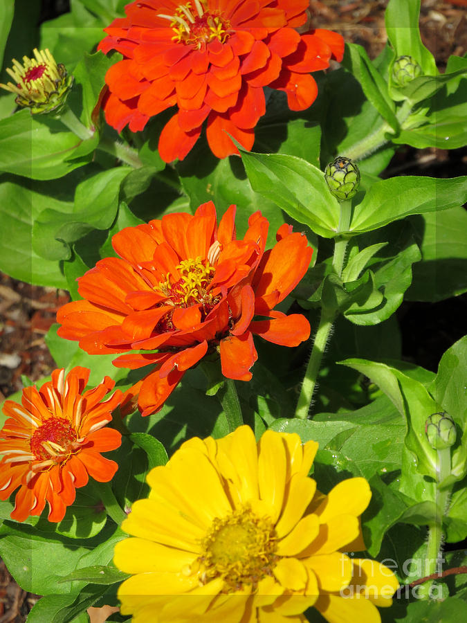 Nature Photograph - Orange and Yellow Zinnia Flowers by Ella Kaye Dickey