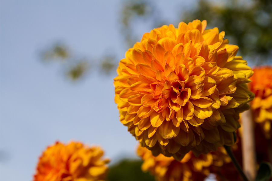 Flower Photograph - Orange by Andreas Levi