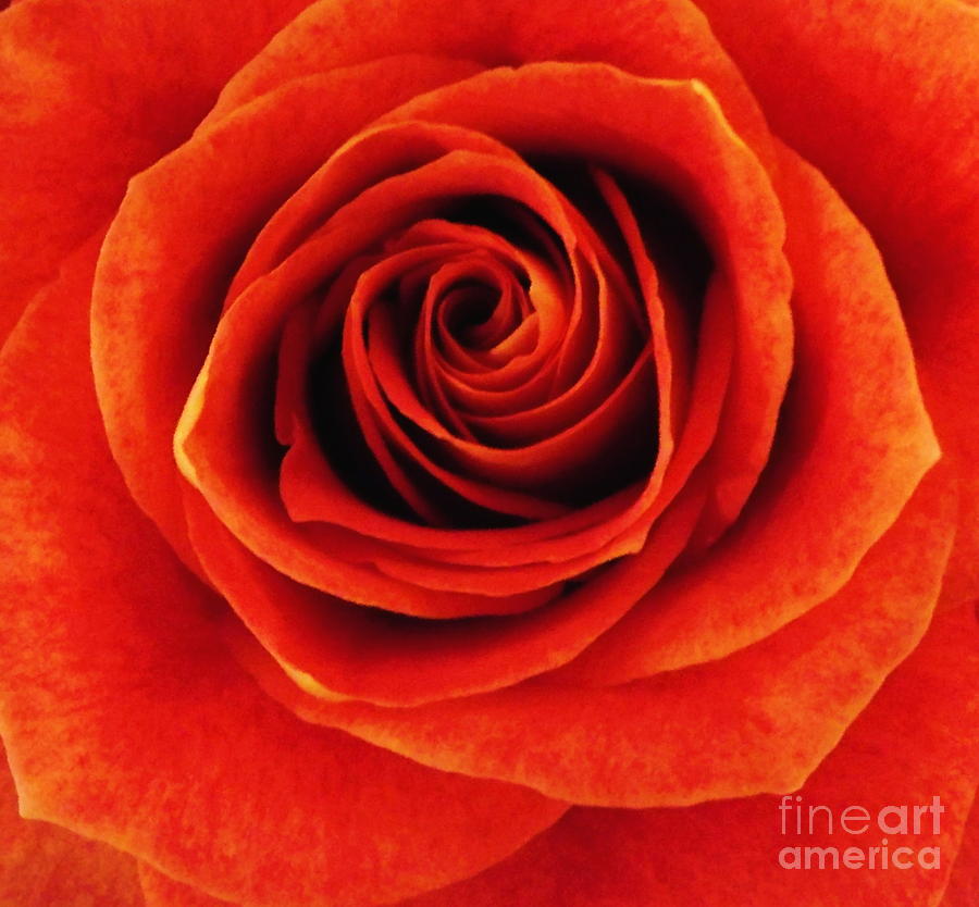 Orange Apricot Rose Macro with Oil Painting Effect Photograph by Rose Santuci-Sofranko