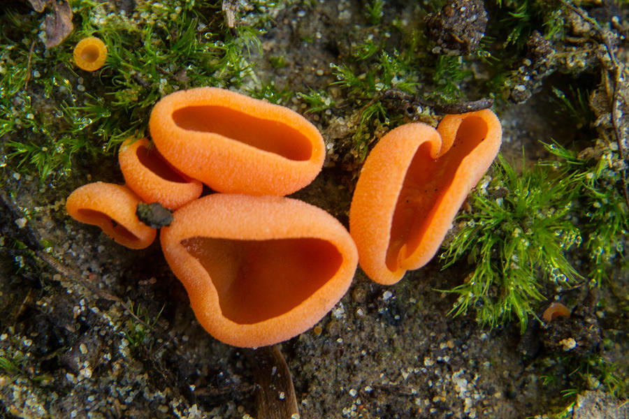 Cup Photograph - Orange Ascomycete Cup Fungus by Douglas Barnett