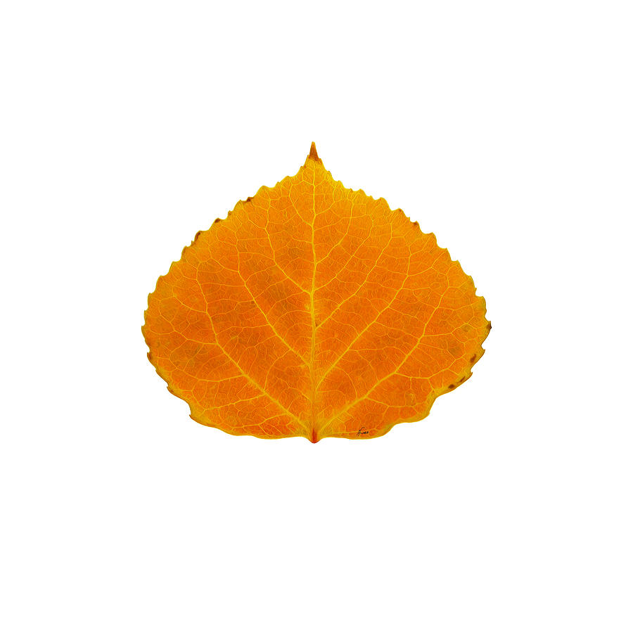 Orange Aspen Leaf 1 Digital Art by Agustin Goba