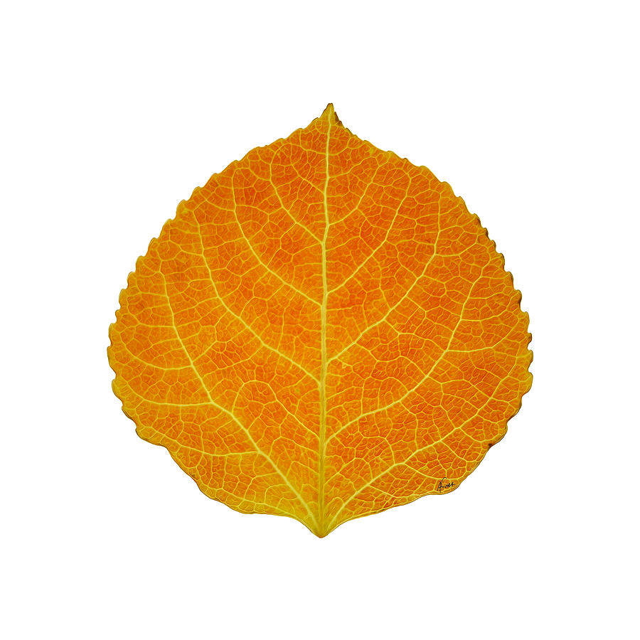 Nature Digital Art - Orange Aspen Leaf 2 by Agustin Goba