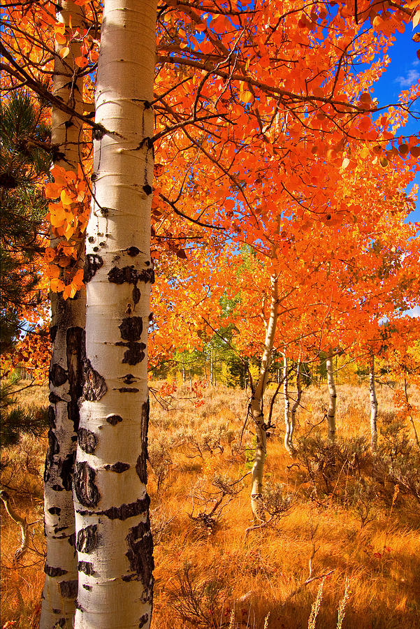 Orange Aspens Photograph by Aaron Whittemore