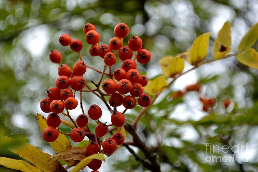 Orange Autumn Berries Photograph by Scott Lyons