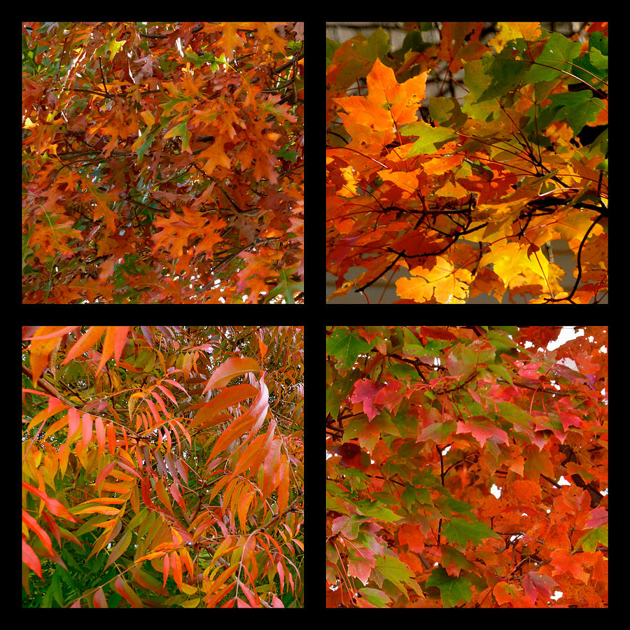 Orange Autumn Leaves Collage Photograph by Jean Wright