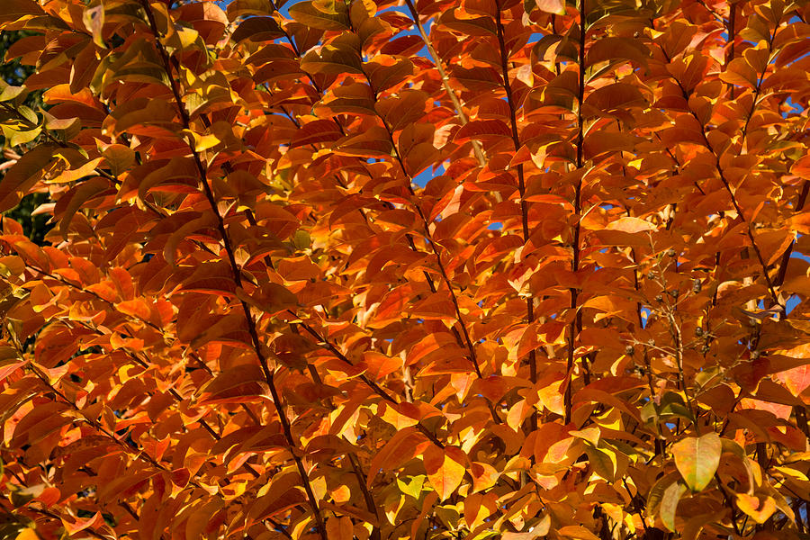 Orange Autumn Lines and Diagonals - the Burning Bush Photograph by Georgia Mizuleva
