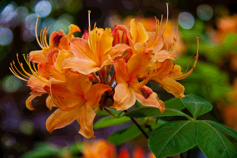 Spring Photograph - Orange Azalea 1 by Frank Tozier