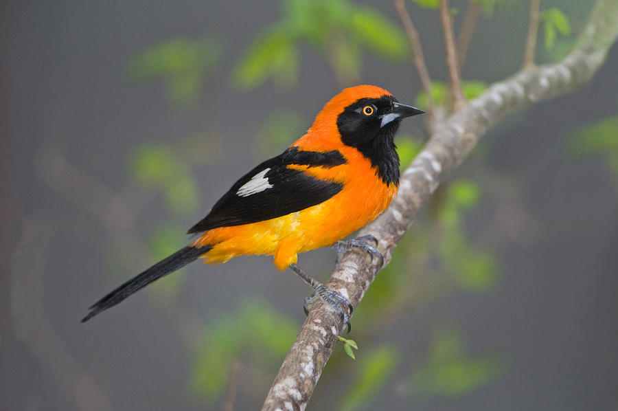 Nature Photograph - Orange-backed Troupial Icterus by Panoramic Images