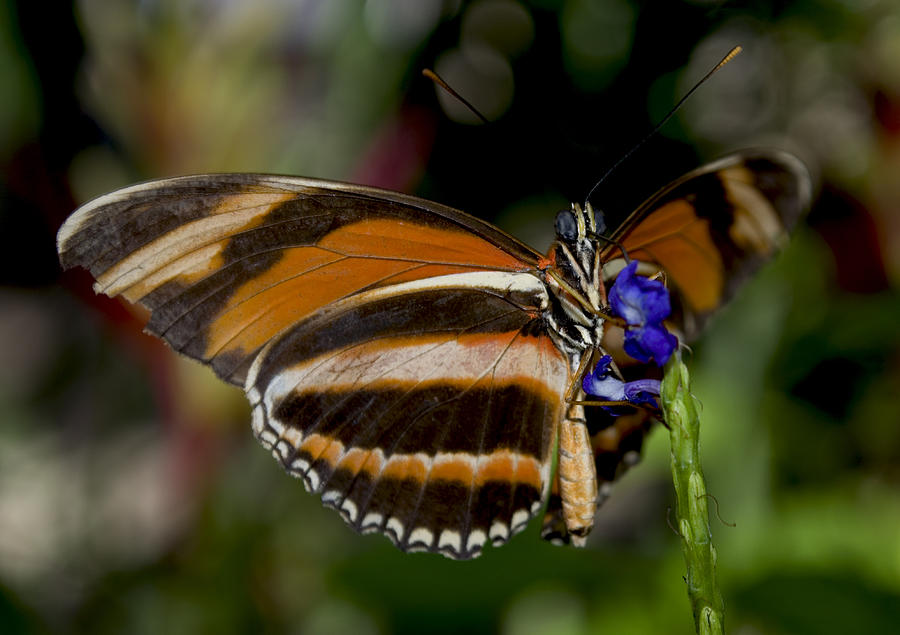Orange Banded Butterfly Photograph by Heather Applegate