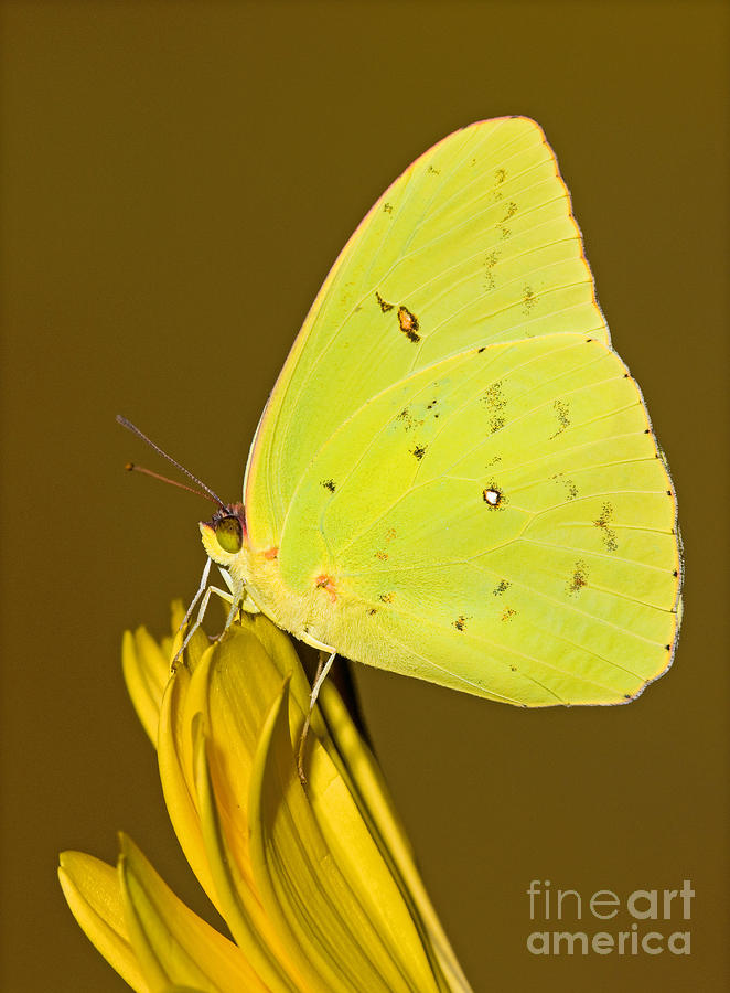 Orange Barred Sulfur Butterfly Photograph by Millard H Sharp