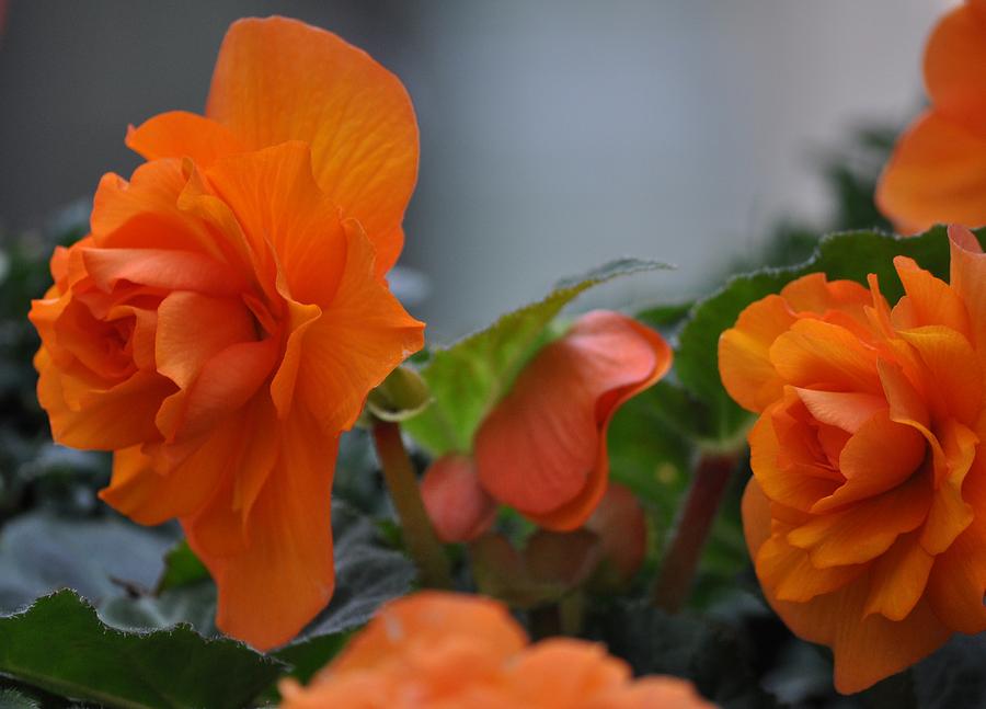 Orange Beauties Photograph by Heather L Wright