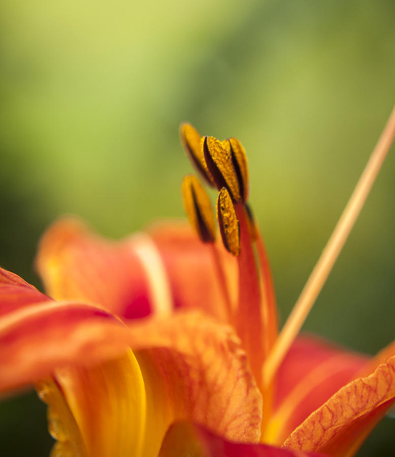 Orange Beauty Photograph by Andy Smetzer