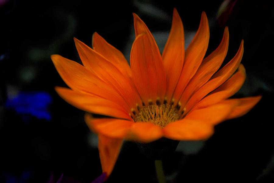 Orange Beauty Photograph by Cherie Duran