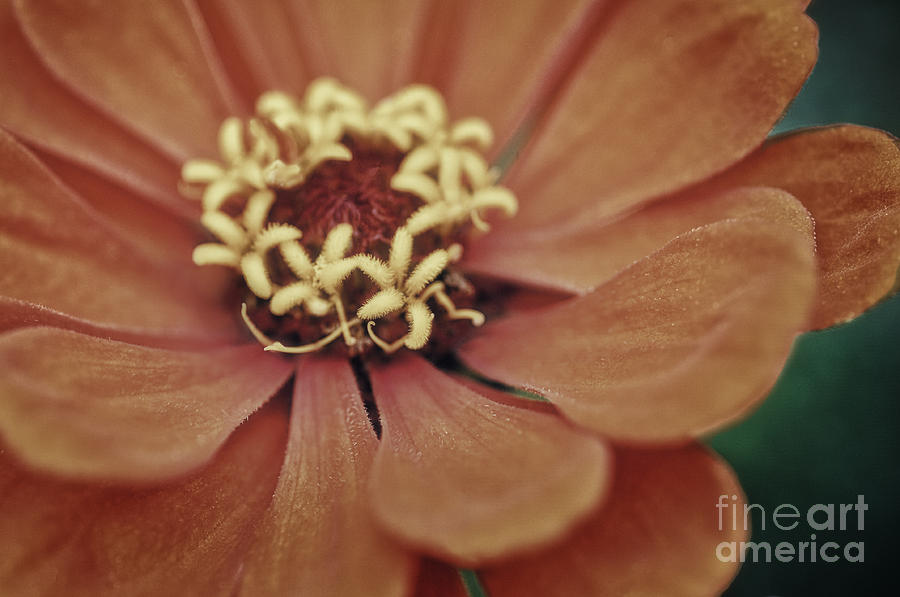 Flowers Still Life Photograph - Orange Beauty by Chris Fleming