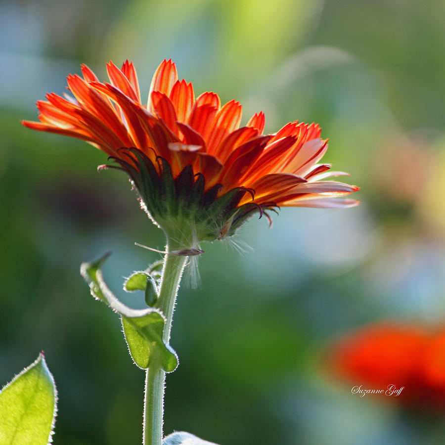 Nature Photograph - Orange Beauty II by Suzanne Gaff