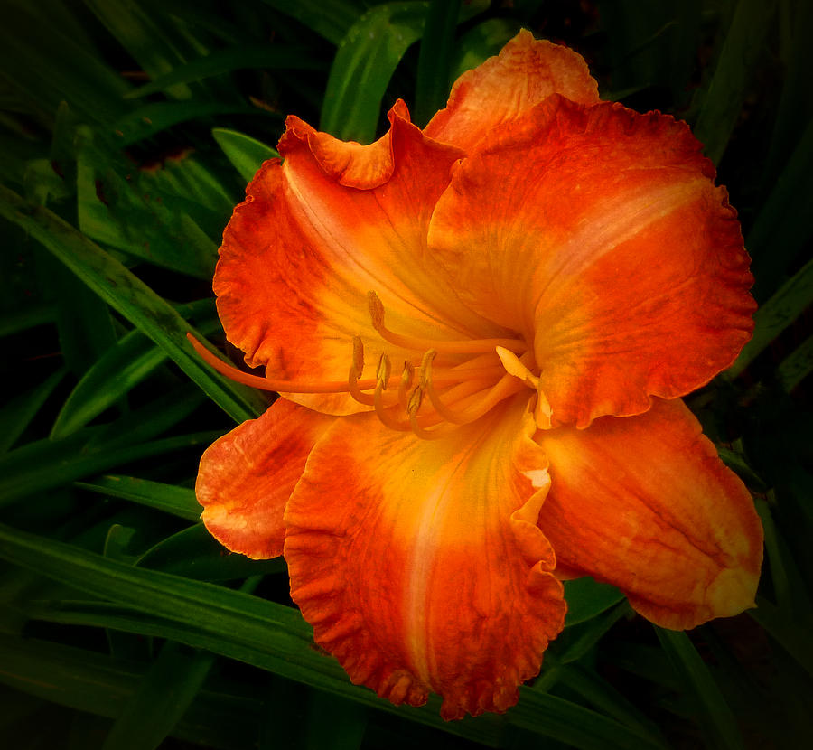 Orange Beauty Photograph by Dave Bosse