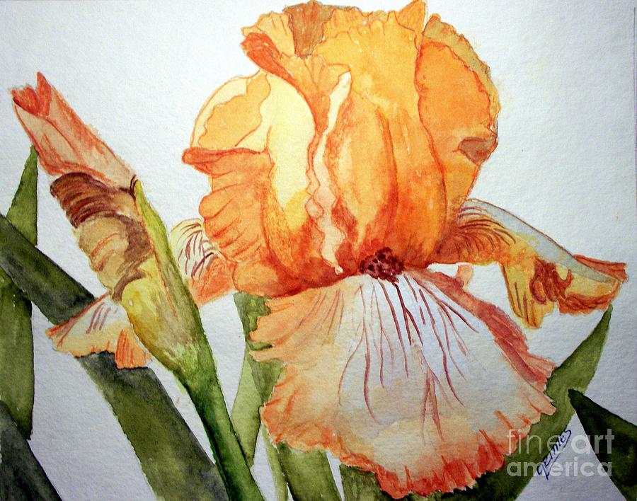 Orange Beauty Iris Painting by Carol Grimes