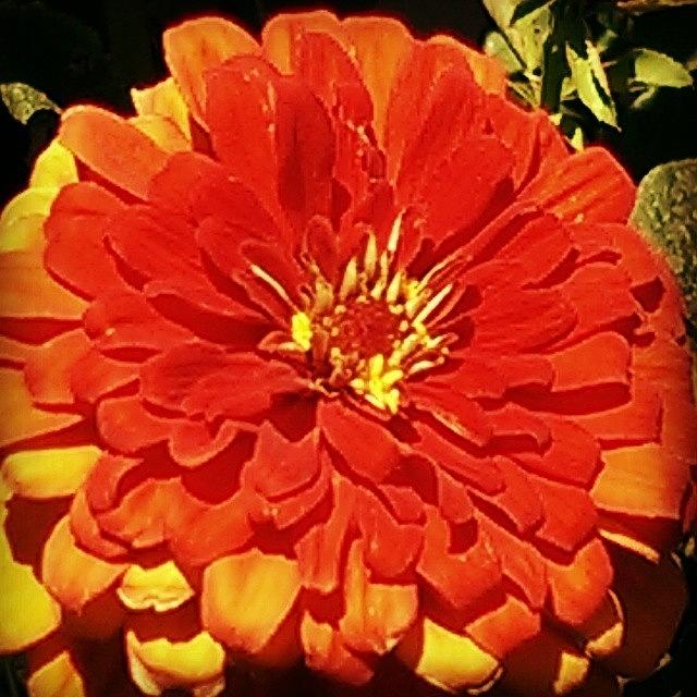 Nature Photograph - Orange Beauty #nature #flowers by Myrna Fernandez