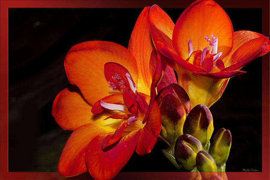 Flower Photograph - Orange Beauty by Phyllis Denton
