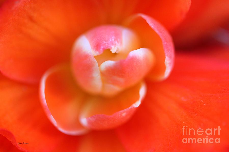 Orange Begonia Photograph by Yumi Johnson