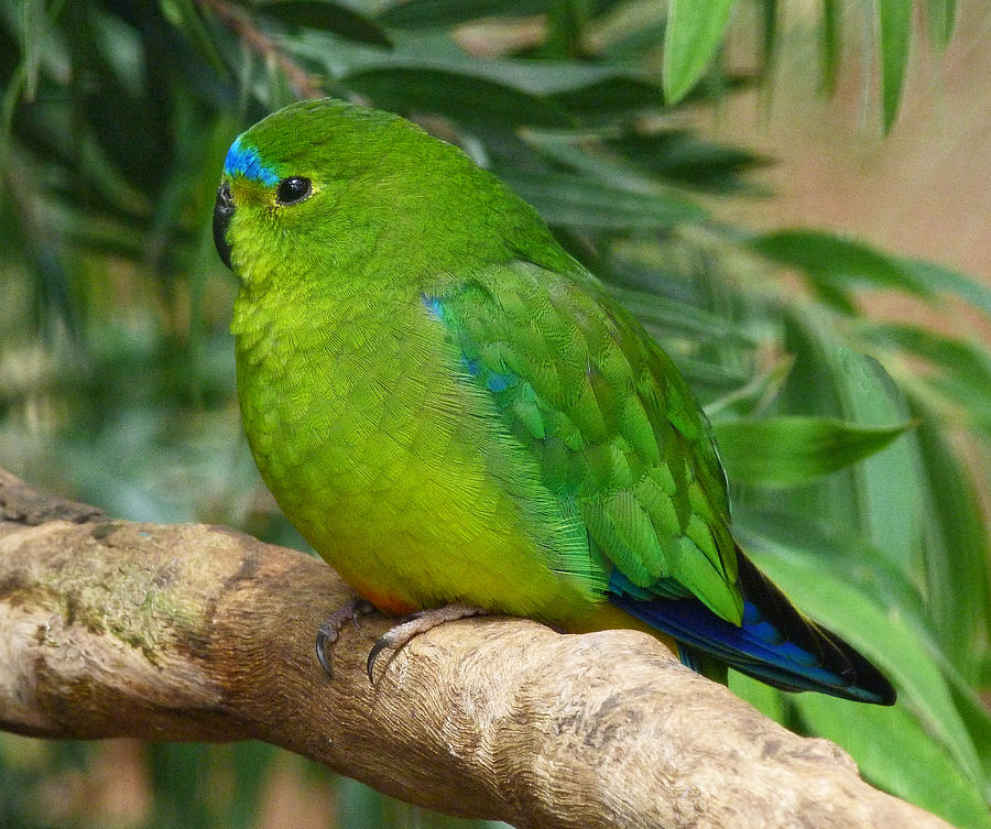 Orange-bellied Parrot 2 Photograph by Margaret Saheed
