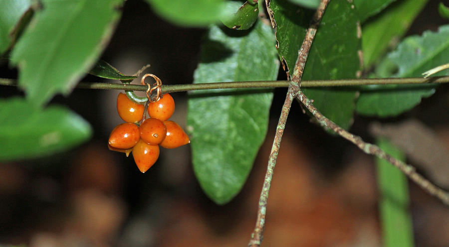 Orange berries Photograph by Christy Cox