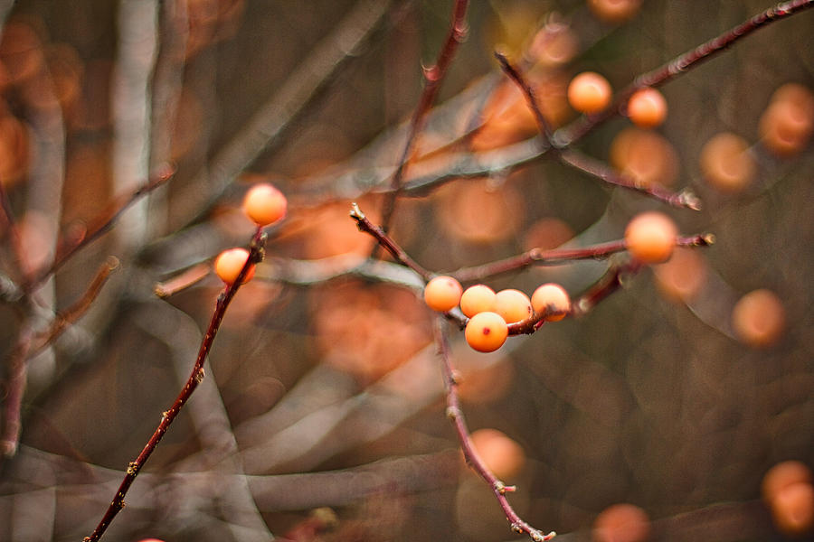 Garden Photograph - Orange Berries by Stuart Litoff