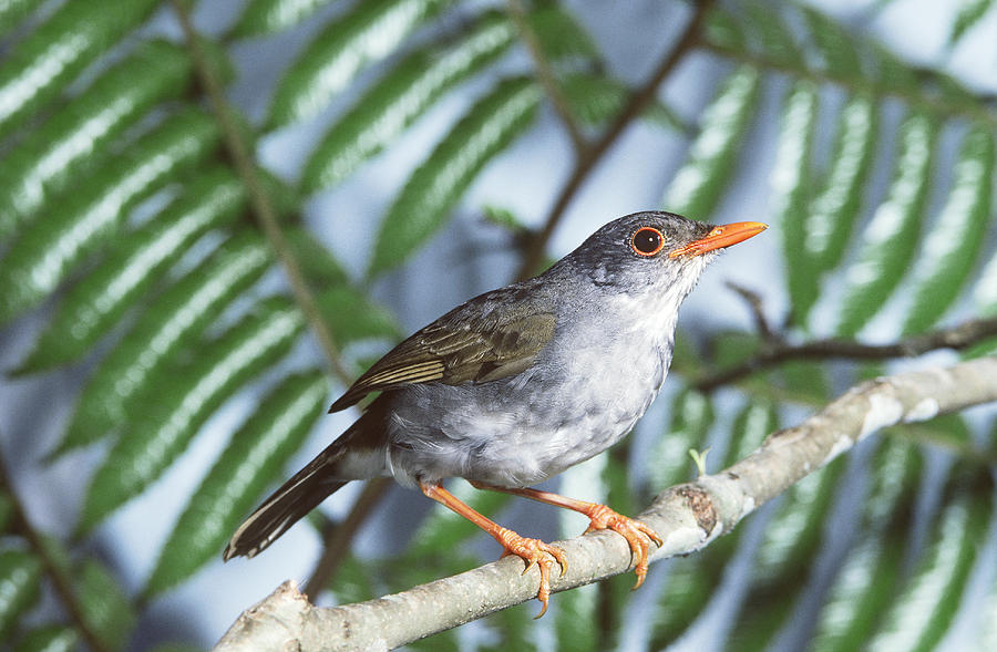 Orange-billed Nightingale-thrush Photograph by John S. Dunning