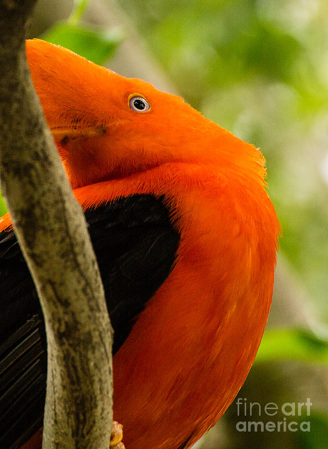 San Diego Zoo Photograph - Orange bird A1734 by Stephen Parker