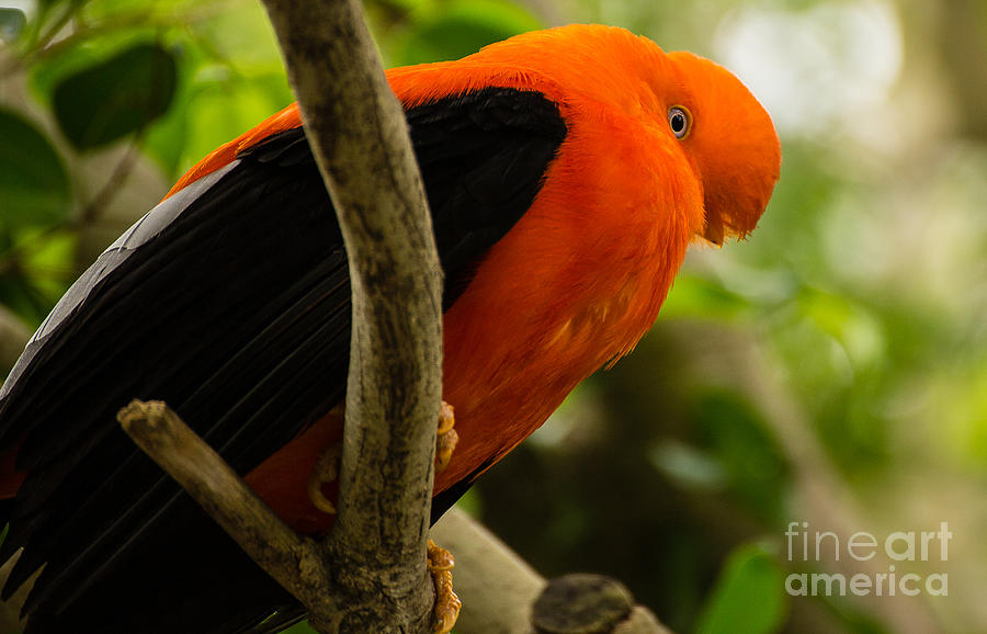 San Diego Zoo Photograph - Orange bird A1735 by Stephen Parker