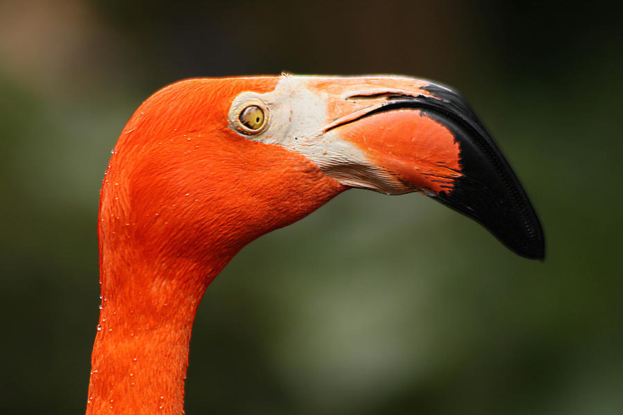 Orange Bird Photograph by Dart Humeston