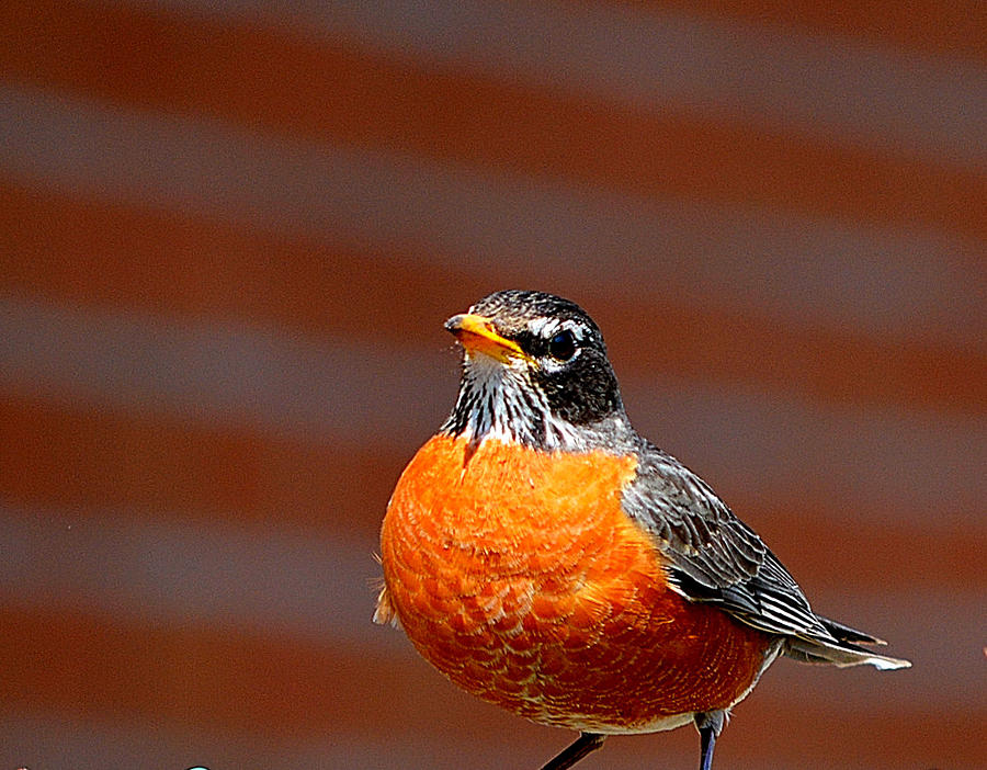 Orange Bird Photograph by Joan Han