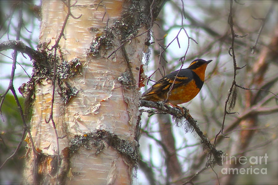 Spring Photograph - Orange Bird by Rick  Monyahan