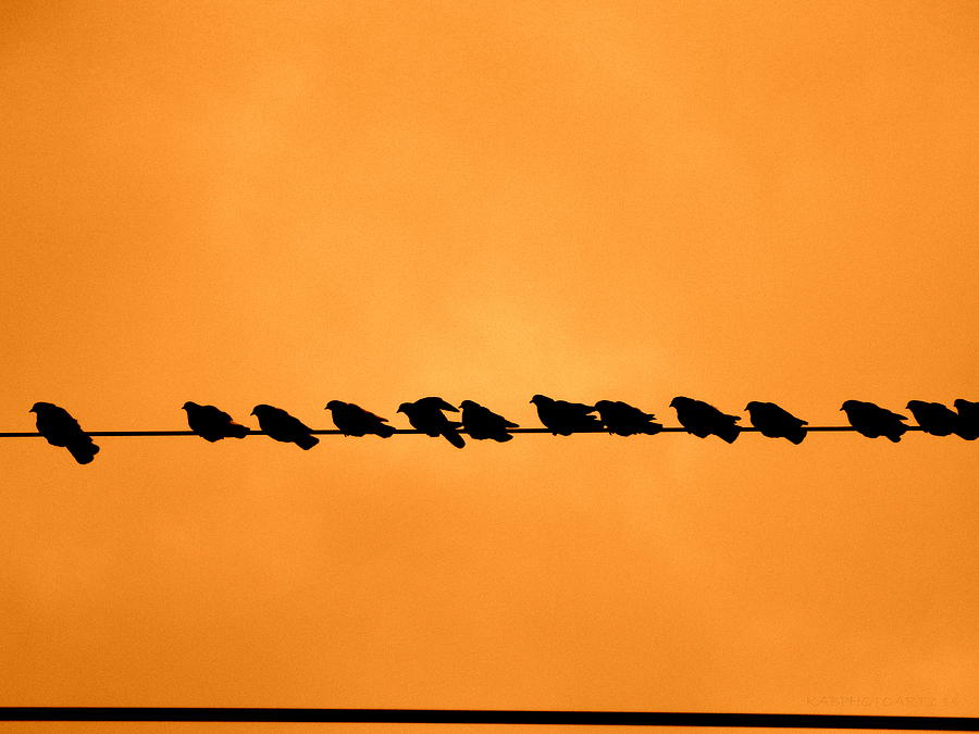 Orange Black Birds on A Wire Photograph by Kathy Barney