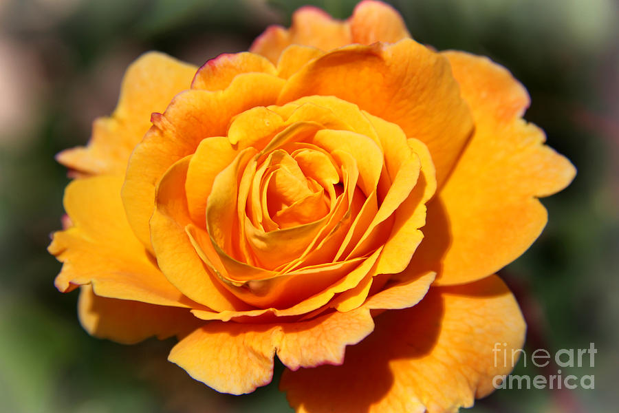 Orange Bloom Photograph by Mariola Bitner