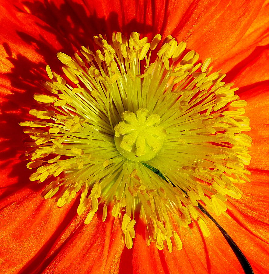 Orange Bloom Yellow Center Photograph by Jeff Lowe